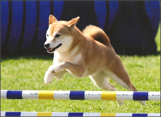 dog photo
