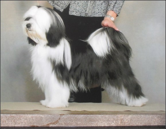 dog photo