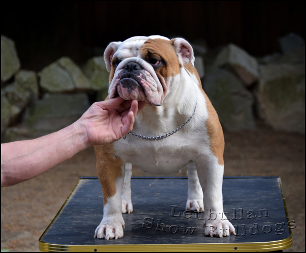 dog photo