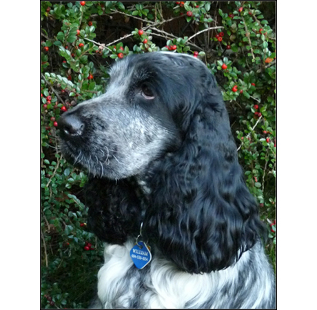 dog photo