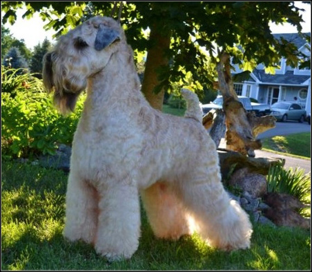 dog photo