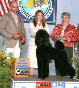 dog photo