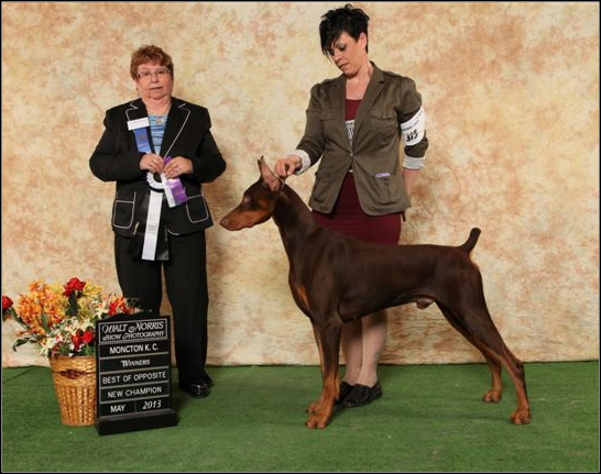 dog photo