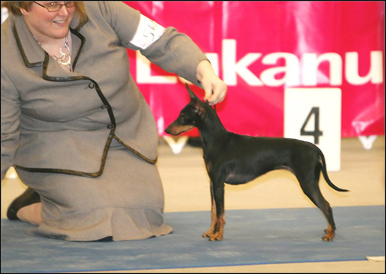 dog photo