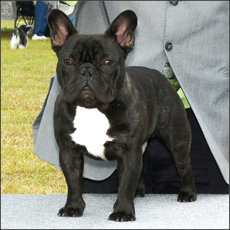 dog photo