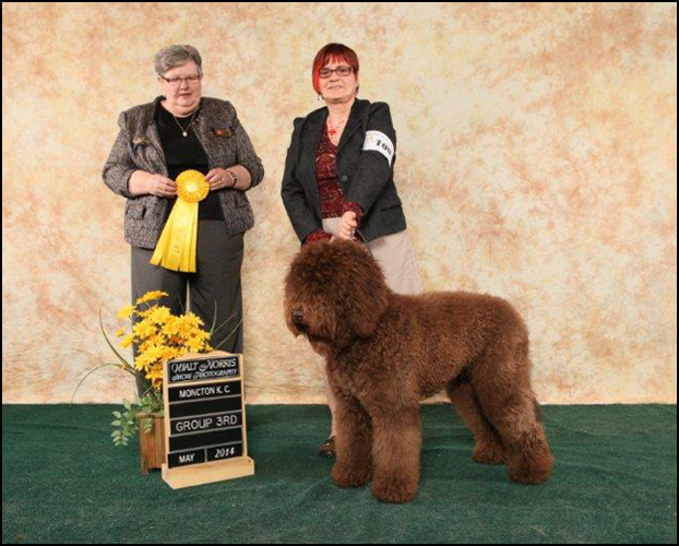 dog photo