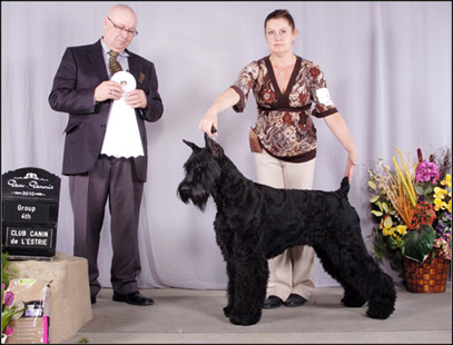 dog photo