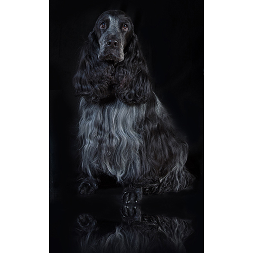 dog photo