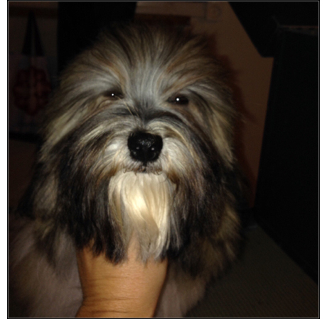 dog photo