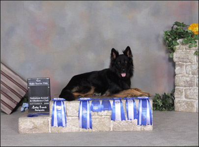 dog photo