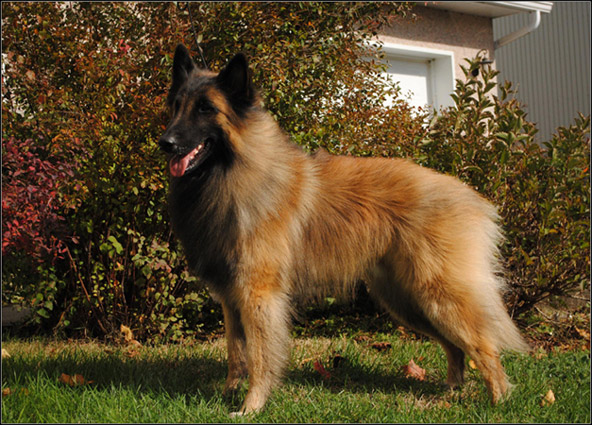 dog photo
