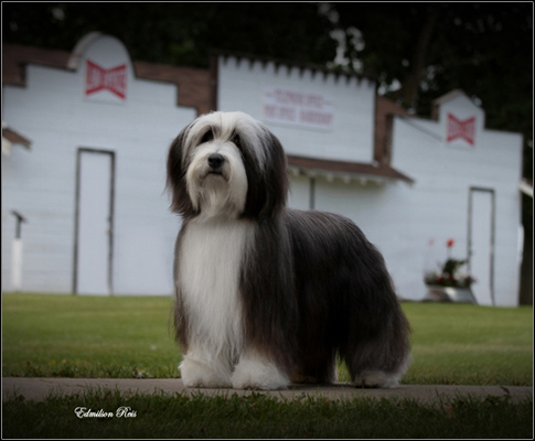 dog photo