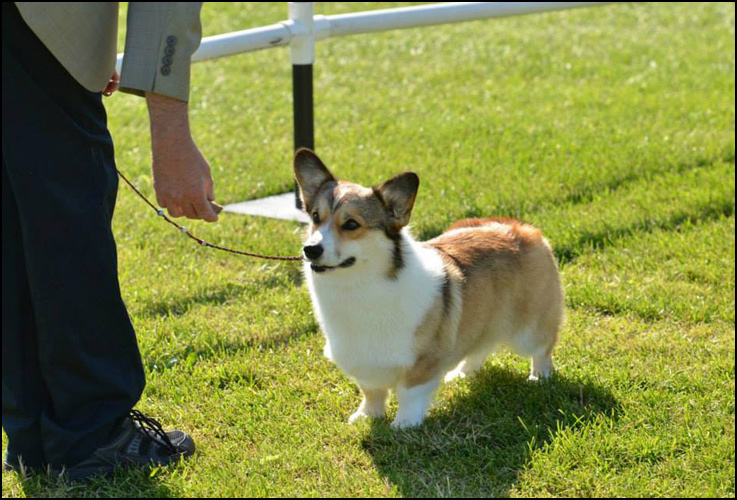 dog photo
