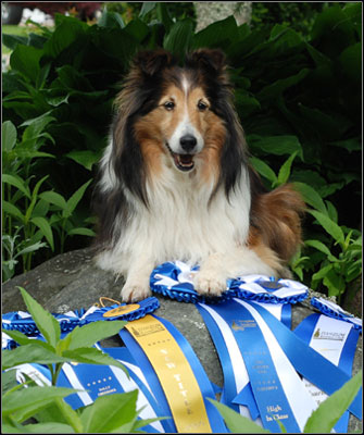 dog photo
