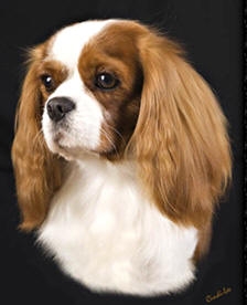 dog photo