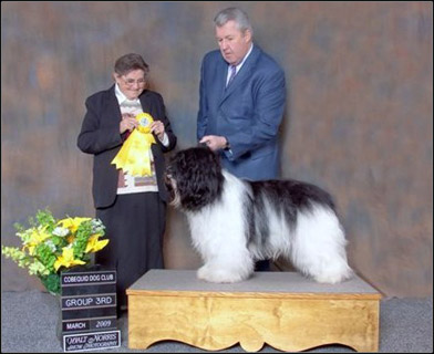 dog photo