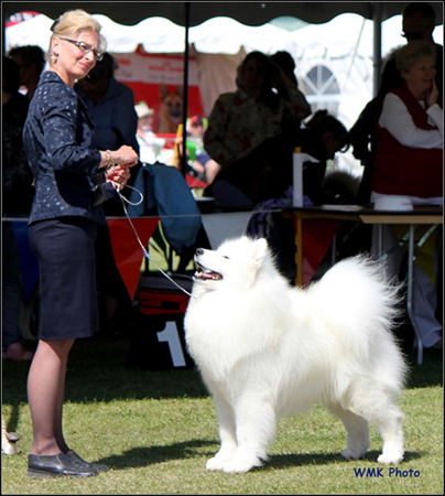 dog photo