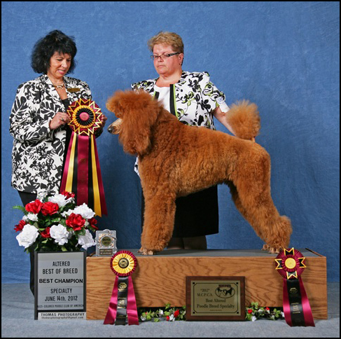 dog photo