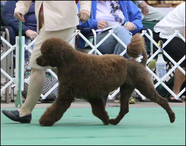 dog photo