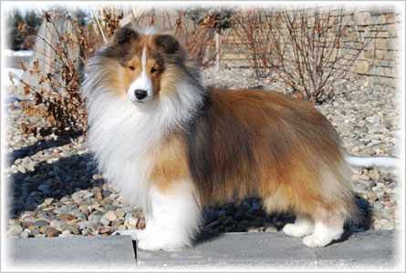 dog photo
