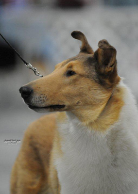 dog photo