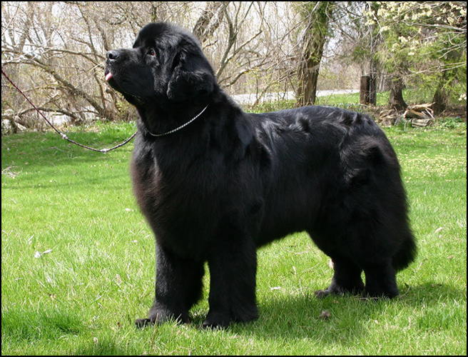 dog photo