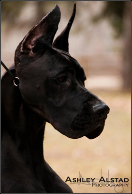dog photo