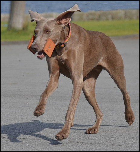 dog photo