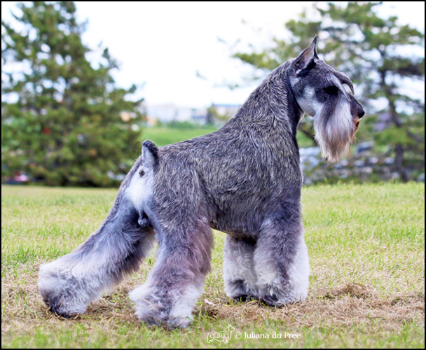 dog photo