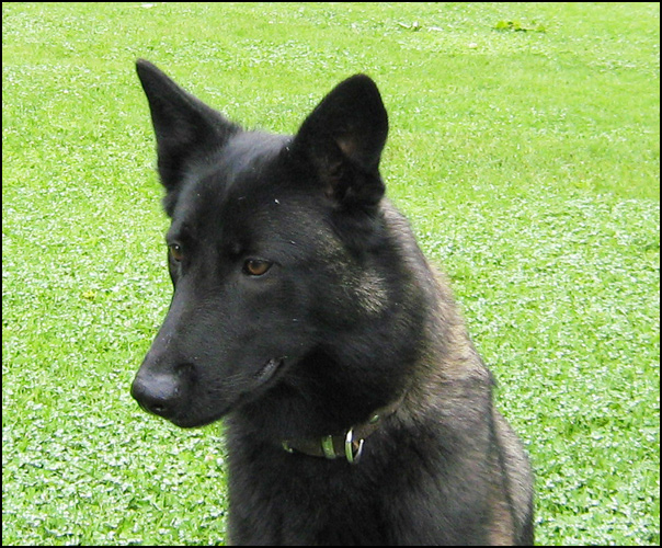 dog photo