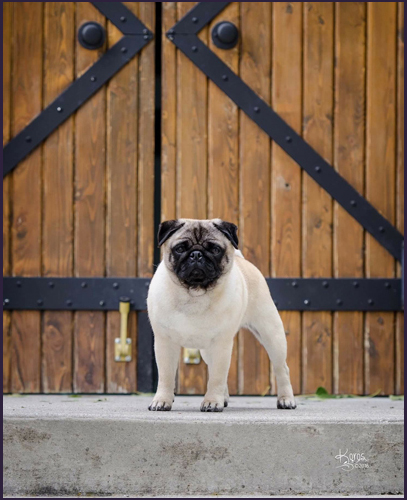 dog photo