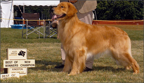 dog photo