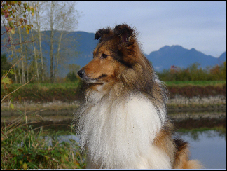 dog photo