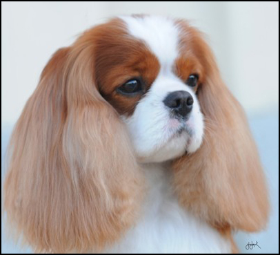 dog photo