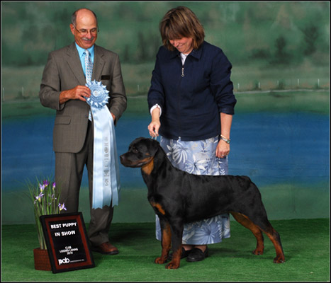 dog photo