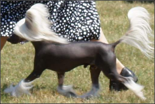 dog photo