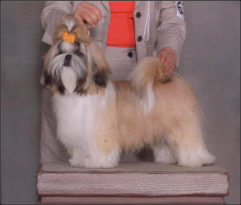 dog photo
