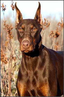 dog photo