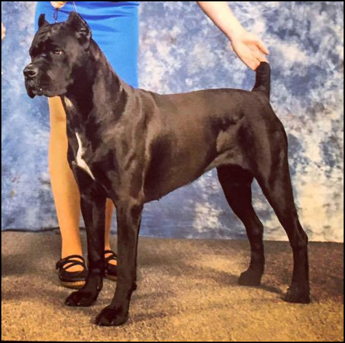 dog photo