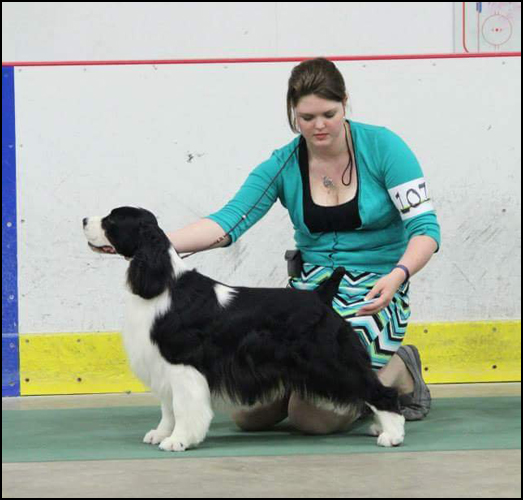 dog photo