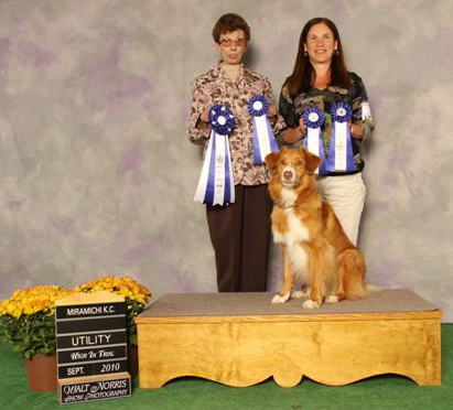 dog photo
