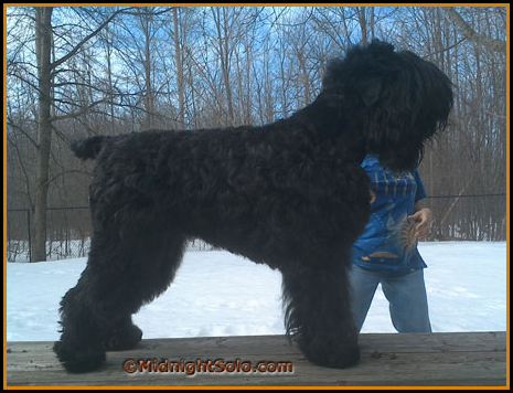 dog photo