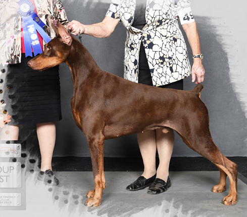 Canuck Dogs Your source for Canadian dog event information online