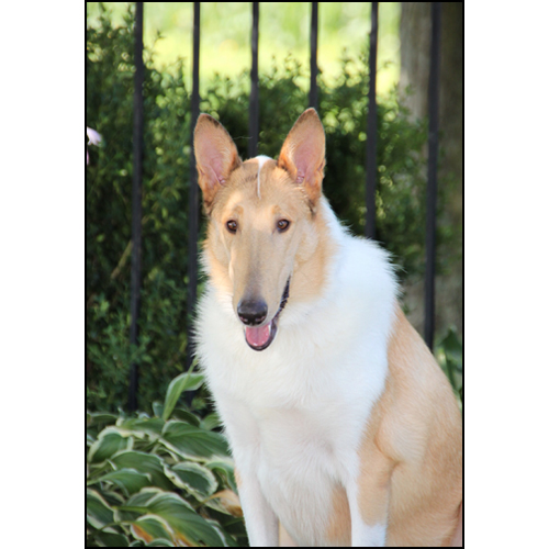 dog photo