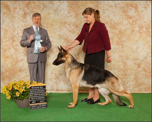 dog photo