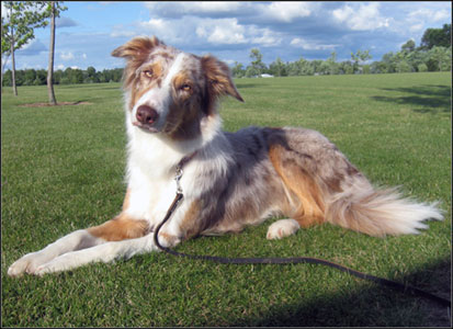 dog photo