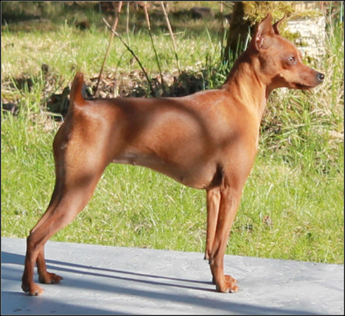 dog photo