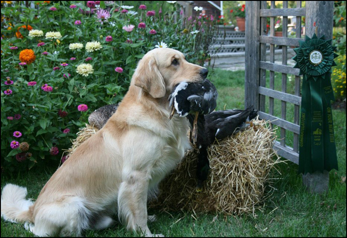 dog photo