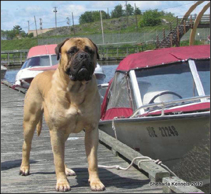 dog photo
