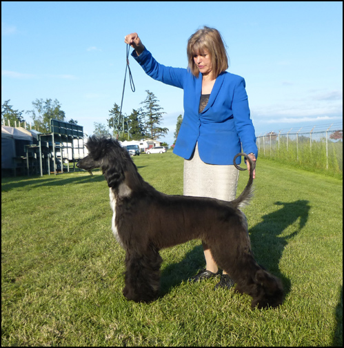 dog photo